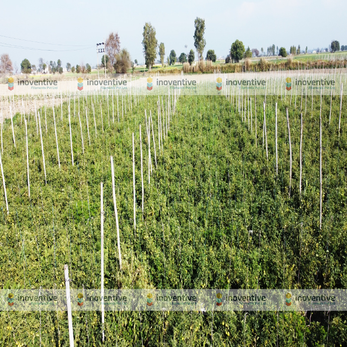 Agrosia PET Wire for Tomato Farming | 3mm Virgin PET Wire for Stronger Tomato Trellising